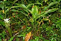 Curcuma longa