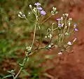 Vernonia cinerea at Ananthagiri Hills, in Rangareddy district of Andhra Pradesh, India.