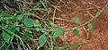 Vernonia cinerea at Ananthagiri Hills, in Rangareddy district of Andhra Pradesh, India.