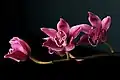 Cymbidium Clarisse