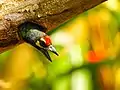 Coppersmith barbet in Queen Sirikit Park, Thailand.