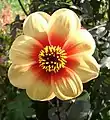 Dahlia 'Moonfire'