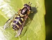 Dasysyrphus