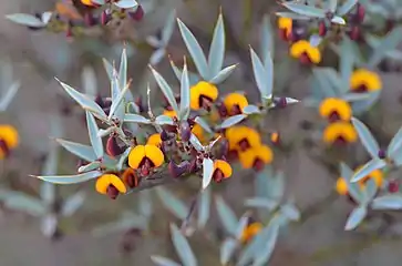 Daviesia nudiflora（英语：）