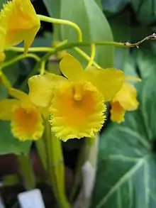 Dendrobium chrysotoxum