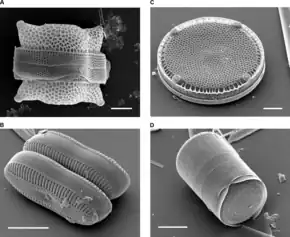 各種硅藻的表面。扫描电子显微镜拍攝。（A：左上）Biddulphia reticulata（B：左下）Diploneis sp.（C：右上）Eupodiscus radiatus（D：右下）Melosira varians