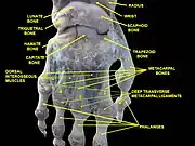 Wrist joint. Deep dissection. Posterior view.