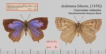 多朵嬈灰蝶Arhopala dodonaea