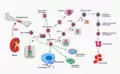 EPO hematopoiesis (German)