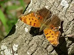 枯木鉤蛺蝶Polygonia comma