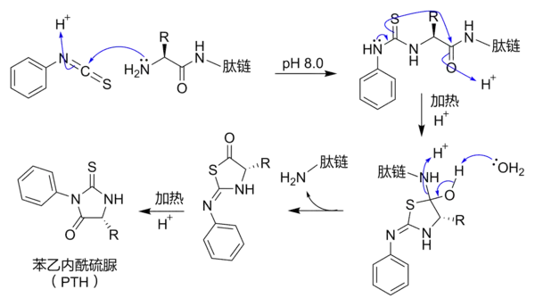 埃德曼降解（Edman degradation）的机理。