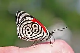 苾蛺蝶亞科的安娜渦蛺蝶（88蝶）Diaethria anna