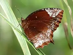 翠袖鋸眼蝶Elymnias hypermnestra ♂