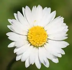 雛菊Bellis perennis