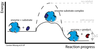 Enzyme-catalyzed reactions lower the overall activation energy of a reaction