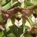 Epipactis distans