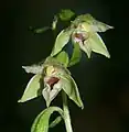 Epipactis leptochila