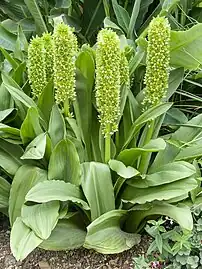 大凤梨百合（E. pallidiflora subsp. pole-evansii）