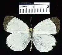 黑角白黃粉蝶Eurema albula