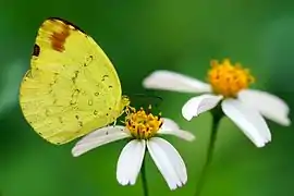 台灣黃粉蝶Eurema alitha