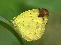 檗黃粉蝶Eurema blanda