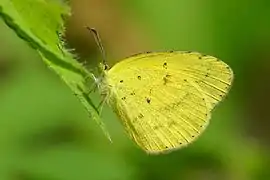 無標黃粉蝶Eurema brigitta