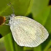 Eurema daira