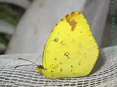 花黃粉蝶Eurema floricola