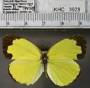 細斑黃粉蝶Eurema lacteola