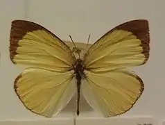 尖角黃粉蝶Eurema laeta