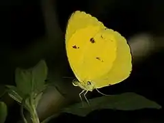 托米黃粉蝶Eurema tominia