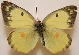 菲羅豆粉蝶Colias philodice