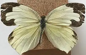 墨西哥黃粉蝶Eurema mexicana