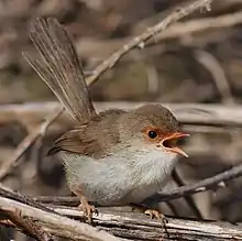 a small pale brown bird with a gaping orange beak, on twiglike foliage