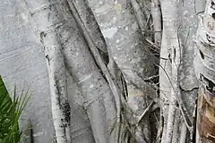 Trunk