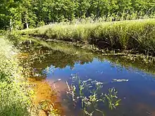 Sunny, water-filled ditch at the edge of f forest