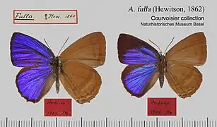 福來俳灰蝶Arhopala fulla