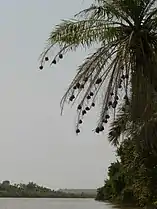 Spherical village weaver（英语：） nests suspended from a palm tree, West Africa