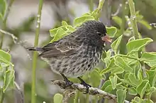 小地雀雏鸟 (Geospiza fuliginosa)