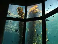 Macrocystis pyrifera（英语：） in Monterey Bay Aquarium's 蒙特雷灣水族館