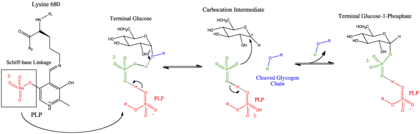 Catalytic Site Mechanism