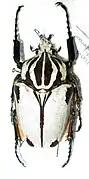 Goliathus goliatus 鞘翅全白的標本