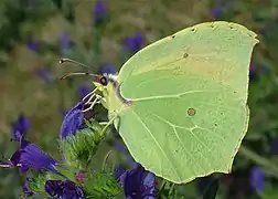 克雷鉤粉蝶Gonepteryx cleopatra