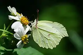 臺灣鉤粉蝶Gonepteryx mahaguru taiwana