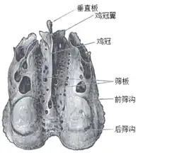 從上方觀察的篩骨。