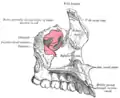 上頜骨(左)。鼻面。