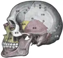 頭顱的側視圖。