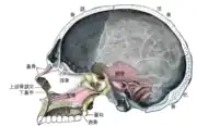 Sagittal section of skull.