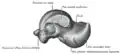 Left talus, medial surface.