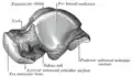 Left talus, lateral surface.